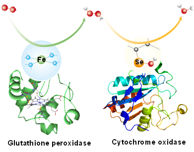 酶启发的仿生单硒催化位点用于选择性催化氧还原